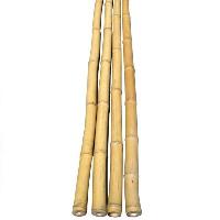 bamboo pole