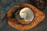 coconut coir