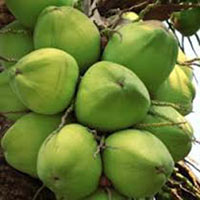 green coconut