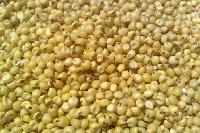 Yellow Sorghum