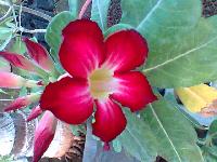 Adenium Flower