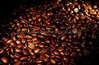 robusta coffee beans