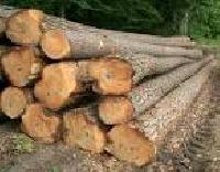 Pine Wood Logs,  Thickness : 16-32 mm