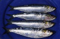 Frozen Sardine Fish Frozen Sardine Fish