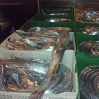 ribbon fish ribbon fish