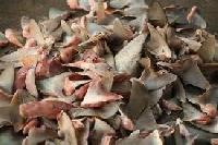 Pure Shark Fins Pure Shark Fins