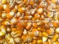 Cattle Feed, Yellow Corn