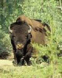 Pet and Farming Animals