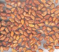 Voacanga Africana Seeds