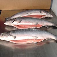 Frozen Atlantic Salmon