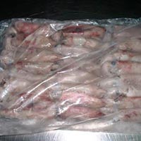 Fresh loligo squid, illex squid, baby squid, squid rings, squid tubes, frozen squid