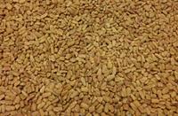 fenugreek seed