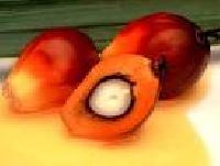 crude palm oil