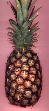 fresh pineapple