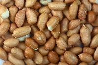 groundnut kernels