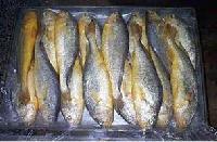 frozen croaker fish