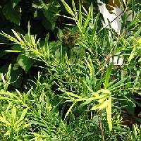 Tea Tree oil benefits