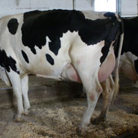 Pregnant Holstein Heifers Cattle