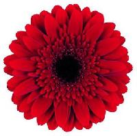 gerbera flowers products