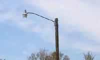 Utility or Lighting Poles