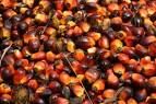  Crude Palm Oil