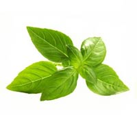 Tulsi Powder (basil Leaves Powder/ Ocimum Sanctum)