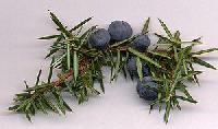 Juniper Berry Extract