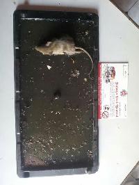 Rat control service