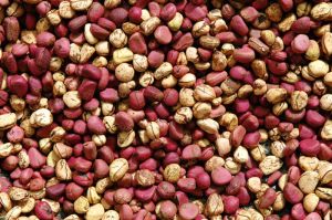 Cola Nut, Bitter Cola