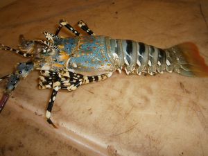 Spiny Rock Lobster