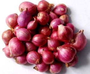 Fresh Small Onion