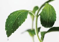 Stevia Plants