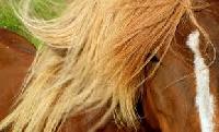 bleached horse hair