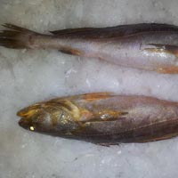 Frozen Kooth Fish