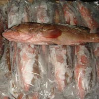 Frozen Reef Cod Fish
