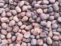 Shea Nuts