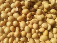 Soybean Seeds