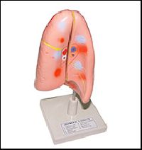 HUMAN LUNGS MODEL