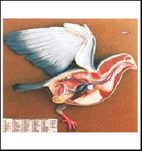 Pigeon Dissection