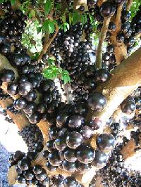 Jabuticaba Powder, Juice Extract, Juice Concentrate