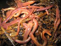 Composting Worms
