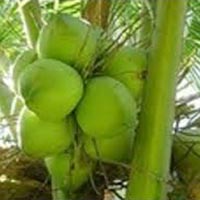 tender coconut