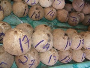 Fresh Mature Coconut