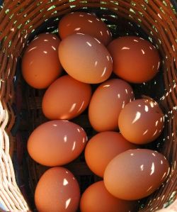 Brown Chicken Eggs