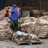 Frozen Rabbit Skins, Sheepskins