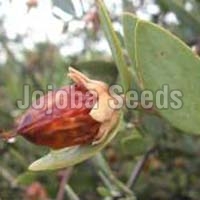 Jojoba Seeds