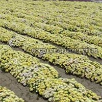 Mesembryanthemum Occulatum Lunette Seeds (Yellow Burf)