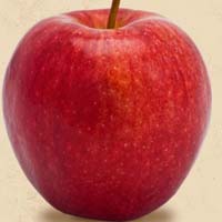 Washington State, Usa Fresh Pack Gala Apples in Season Now.