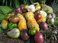 subtropical fruits