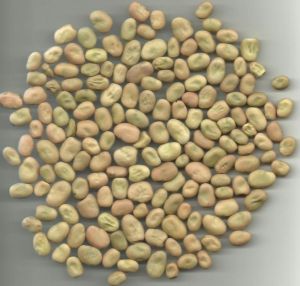 Broad Beans
